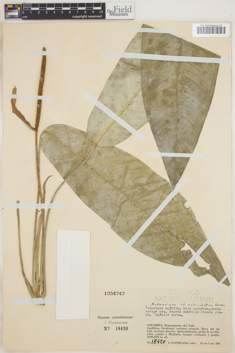 Anthurium reticulatum photo 3
