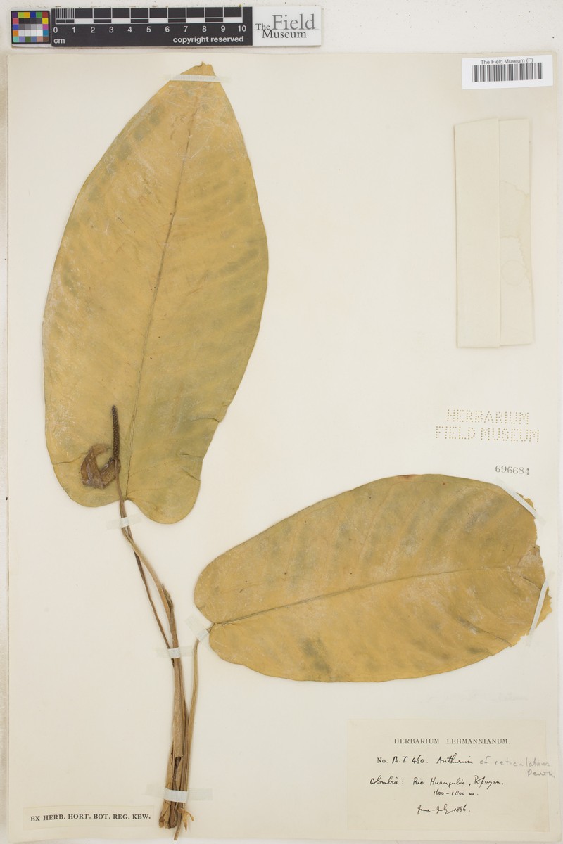 Anthurium reticulatum photo 4