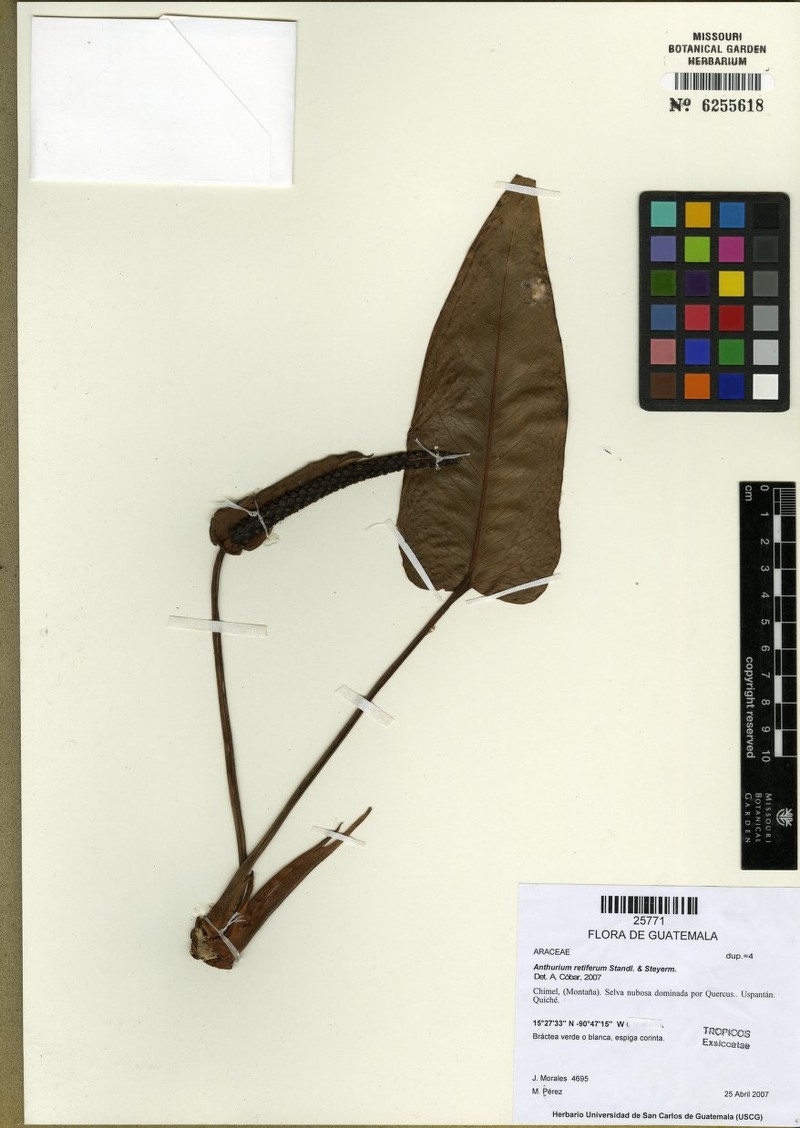 Anthurium retiferum