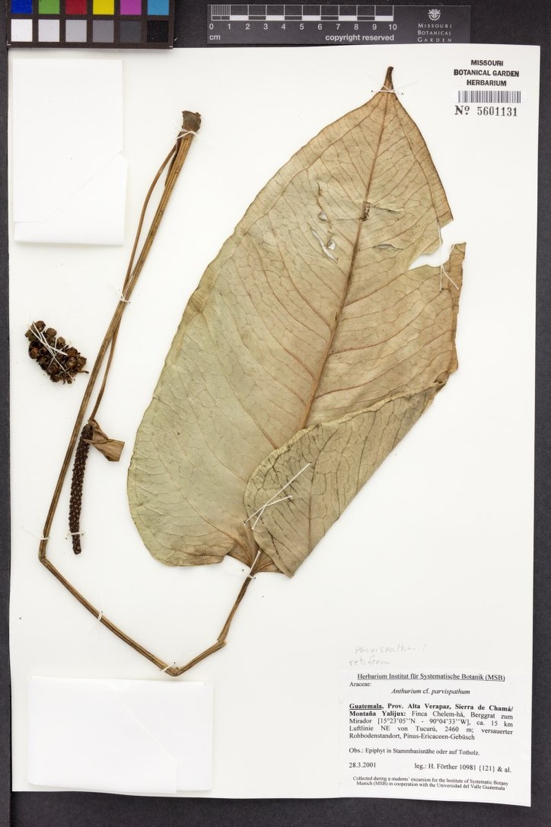 Anthurium retiferum photo 3