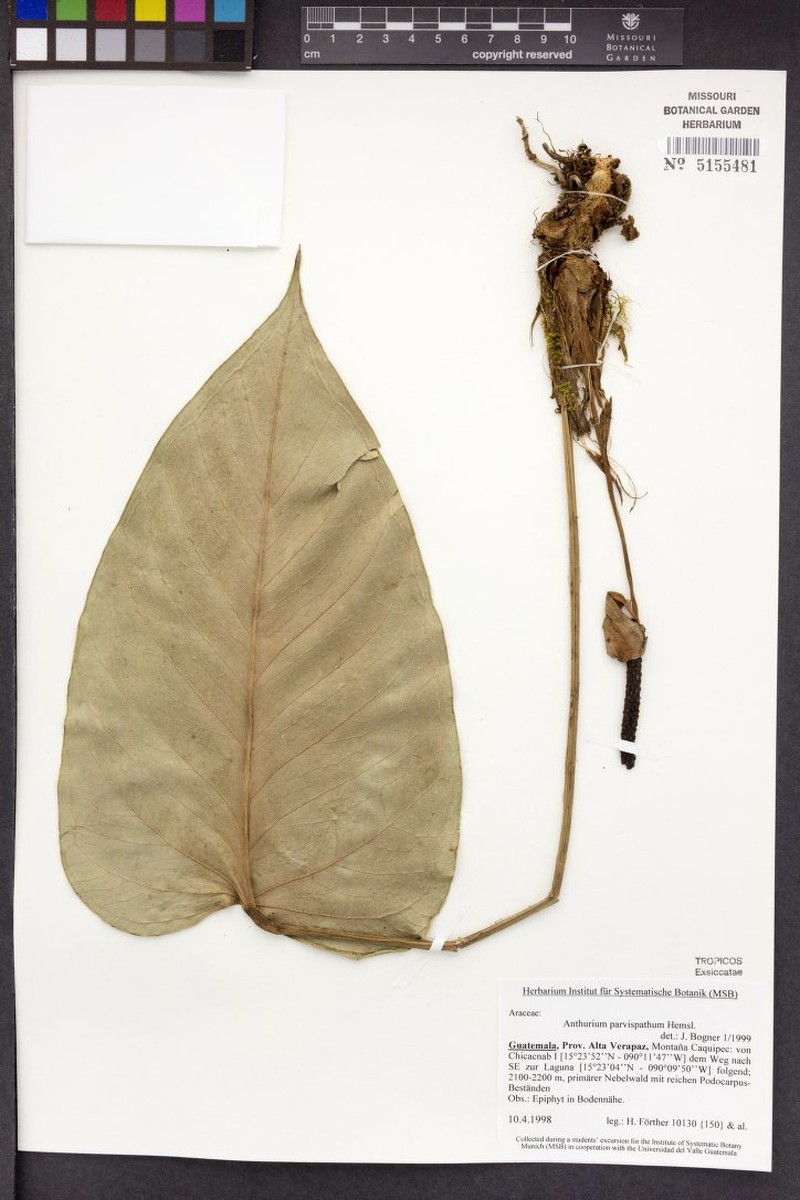 Anthurium retiferum photo 4