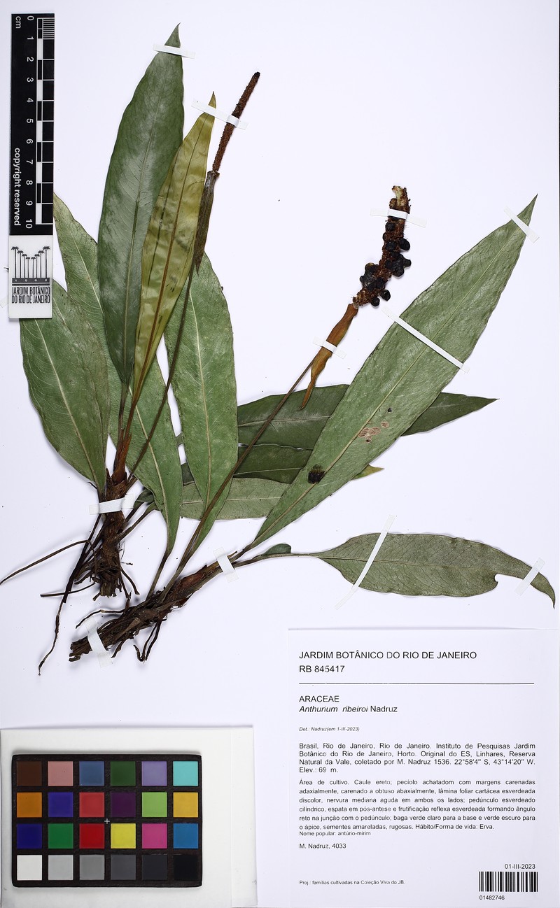 Anthurium ribeiroi