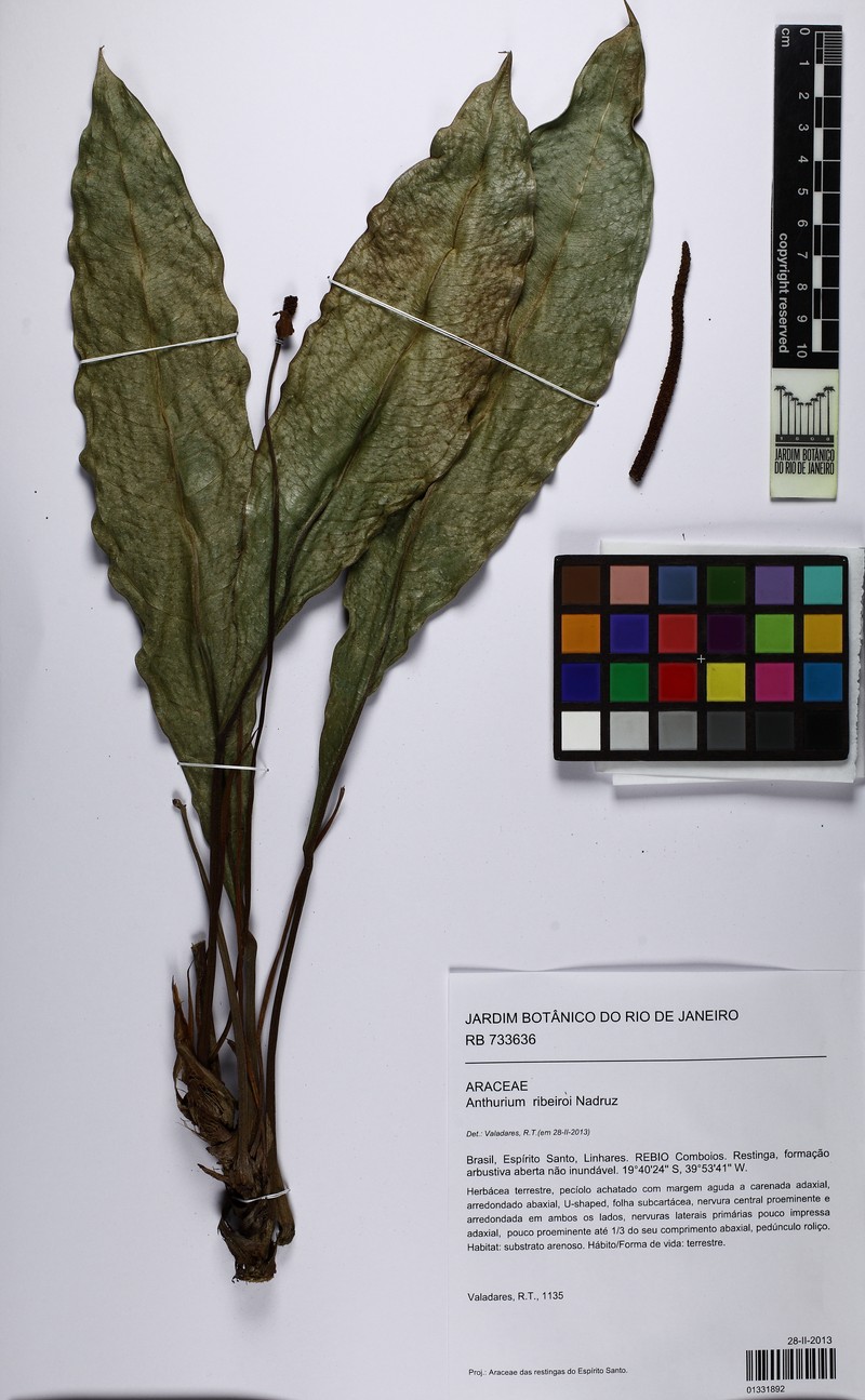 Anthurium ribeiroi photo 3