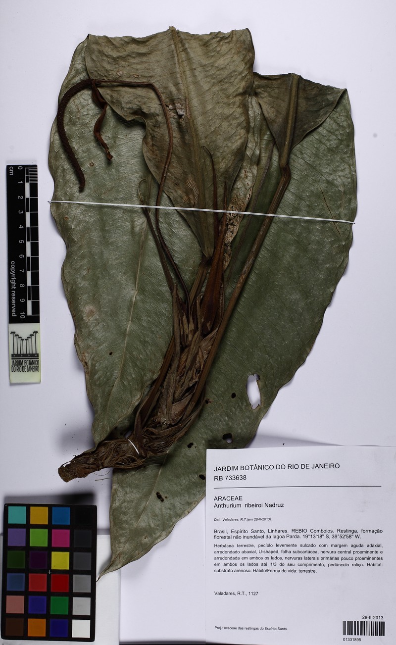 Anthurium ribeiroi photo 4