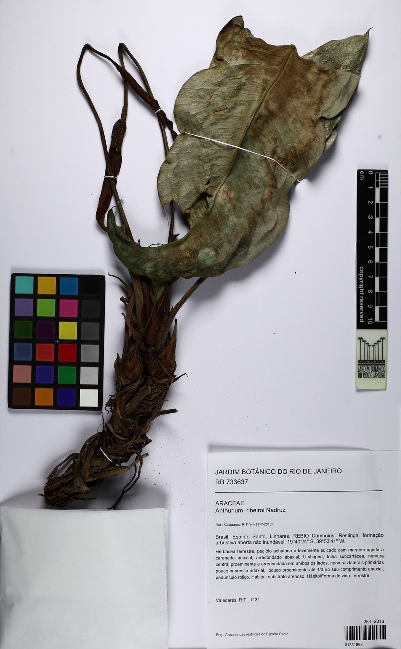 Anthurium ribeiroi photo 5