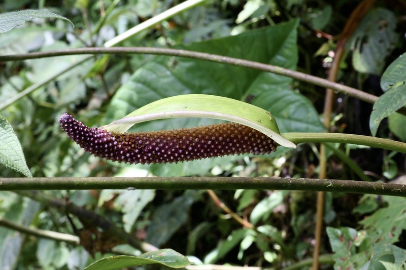 Anthurium rigidifolium