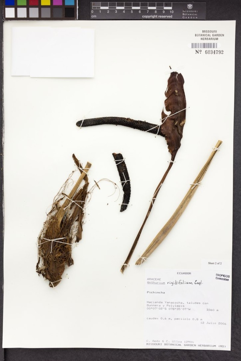Anthurium rigidifolium photo 2
