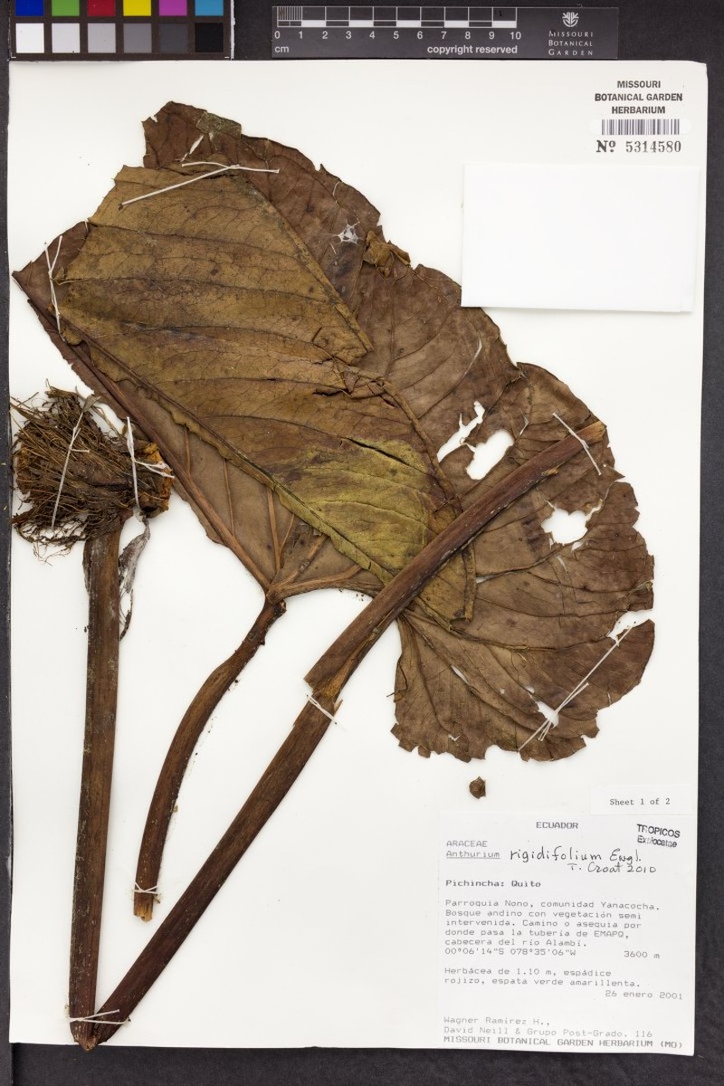 Anthurium rigidifolium photo 4