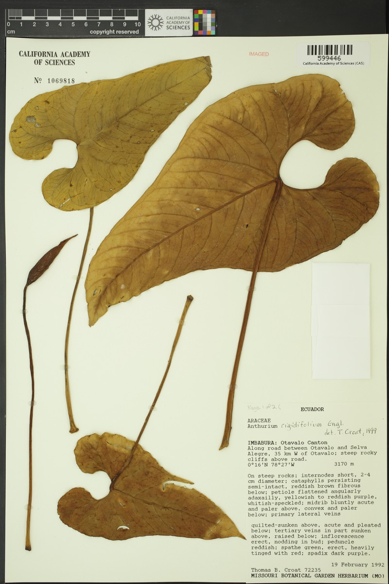 Anthurium rigidifolium