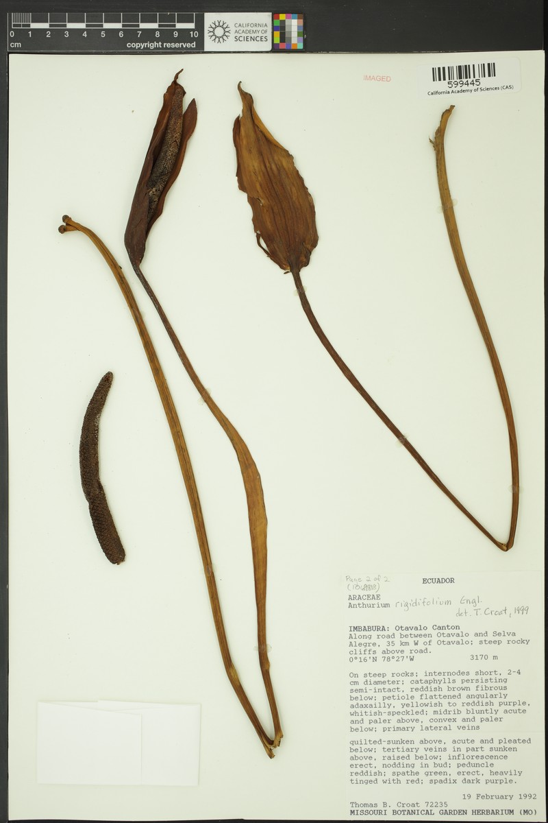 Anthurium rigidifolium photo 2