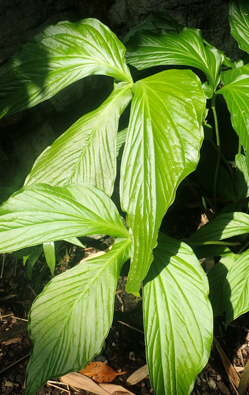 Anthurium rimbachii