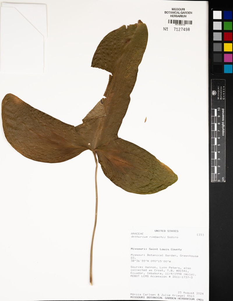 Anthurium rimbachii photo 2