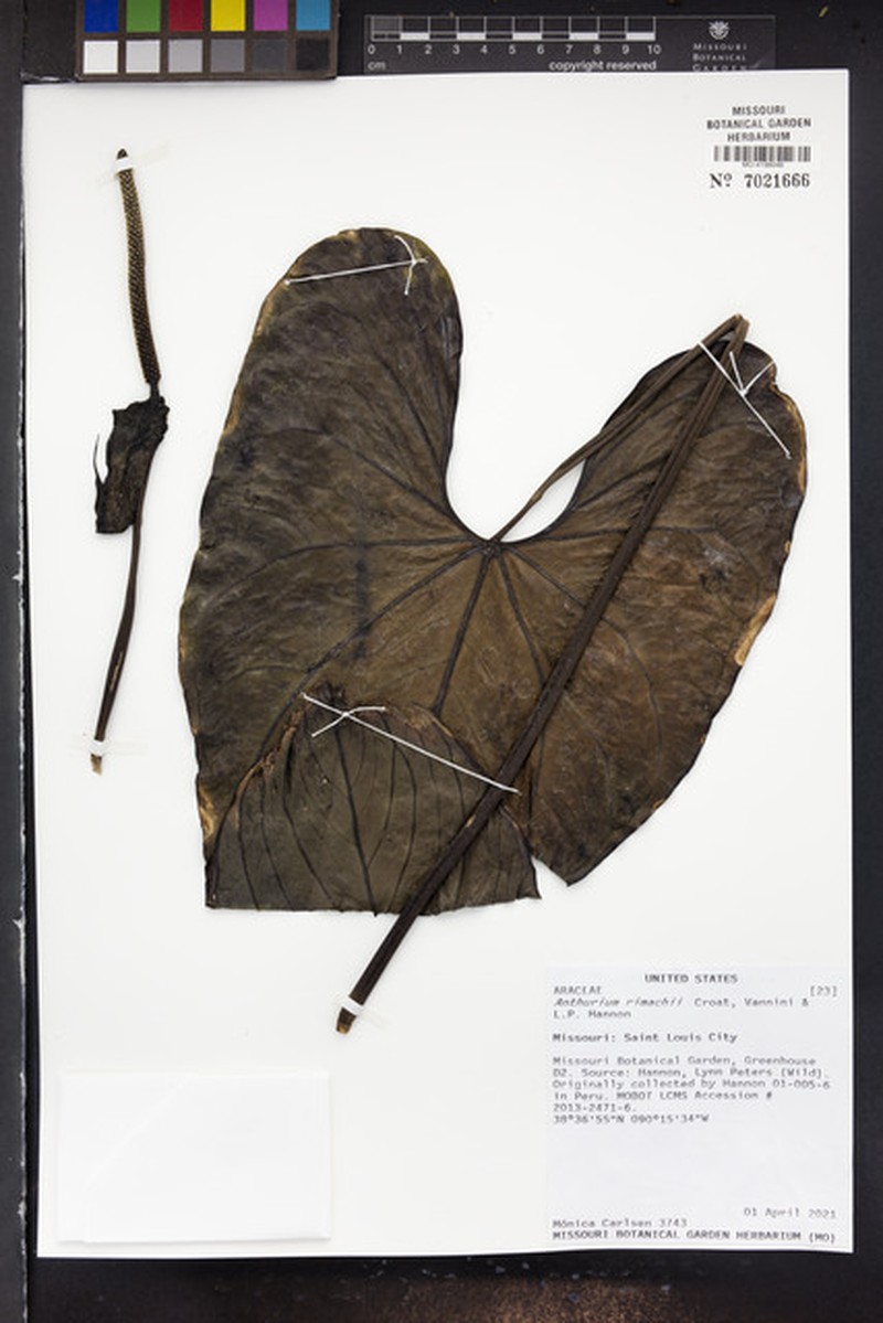 Anthurium rimbachii photo 3