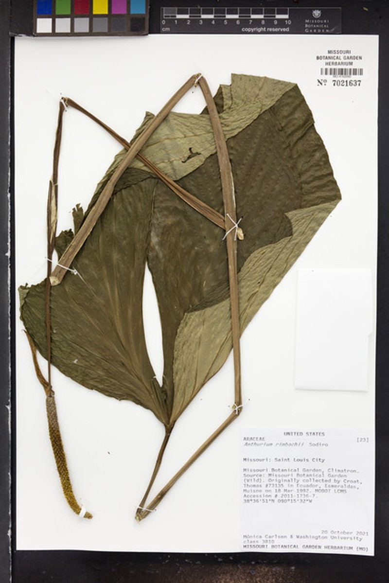 Anthurium rimbachii photo 5