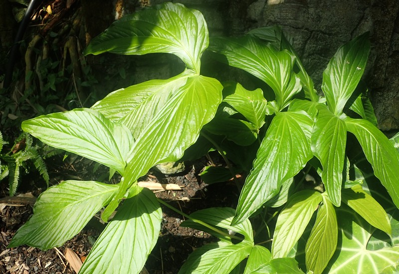 Anthurium rimbachii photo 6