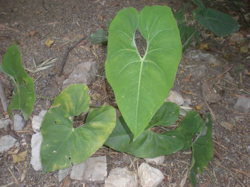 Anthurium rionegrense