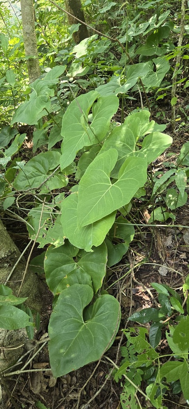 Anthurium rionegrense photo 3