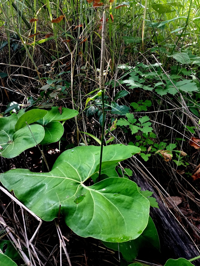 Anthurium rionegrense photo 5