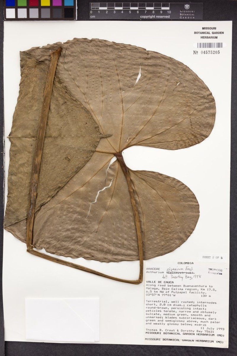 Anthurium riparium