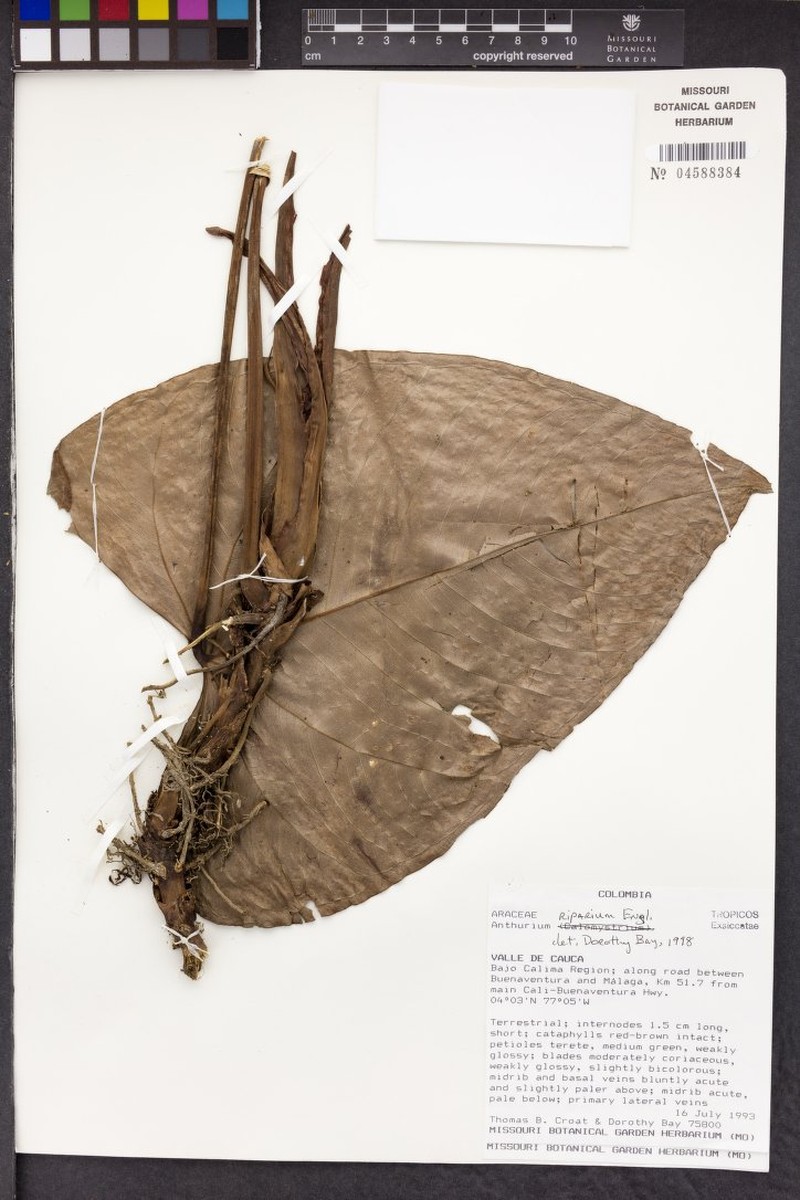 Anthurium riparium photo 2