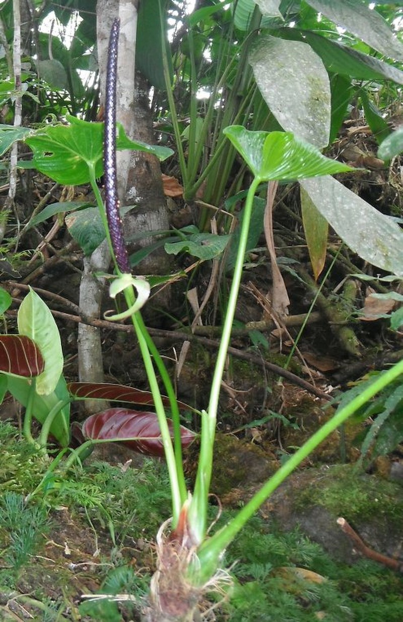Anthurium rivulare photo 3