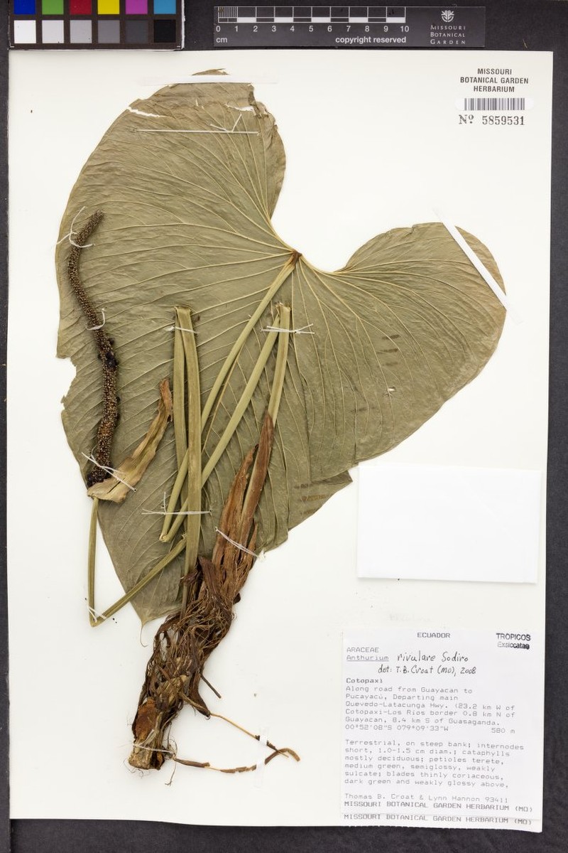 Anthurium rivulare photo 4