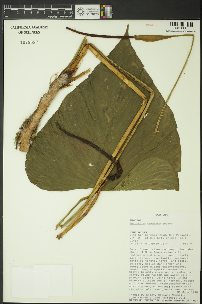 Anthurium rivulare photo 2