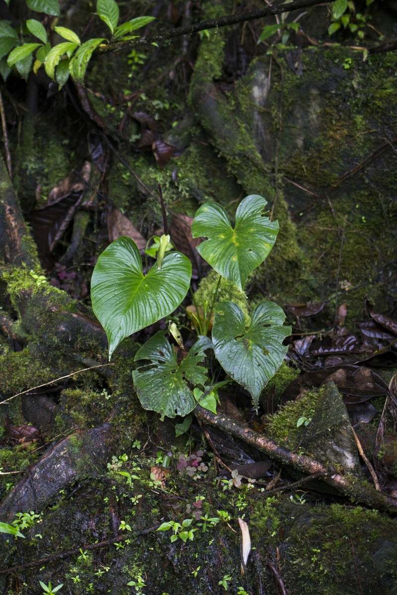 Anthurium rivulare
