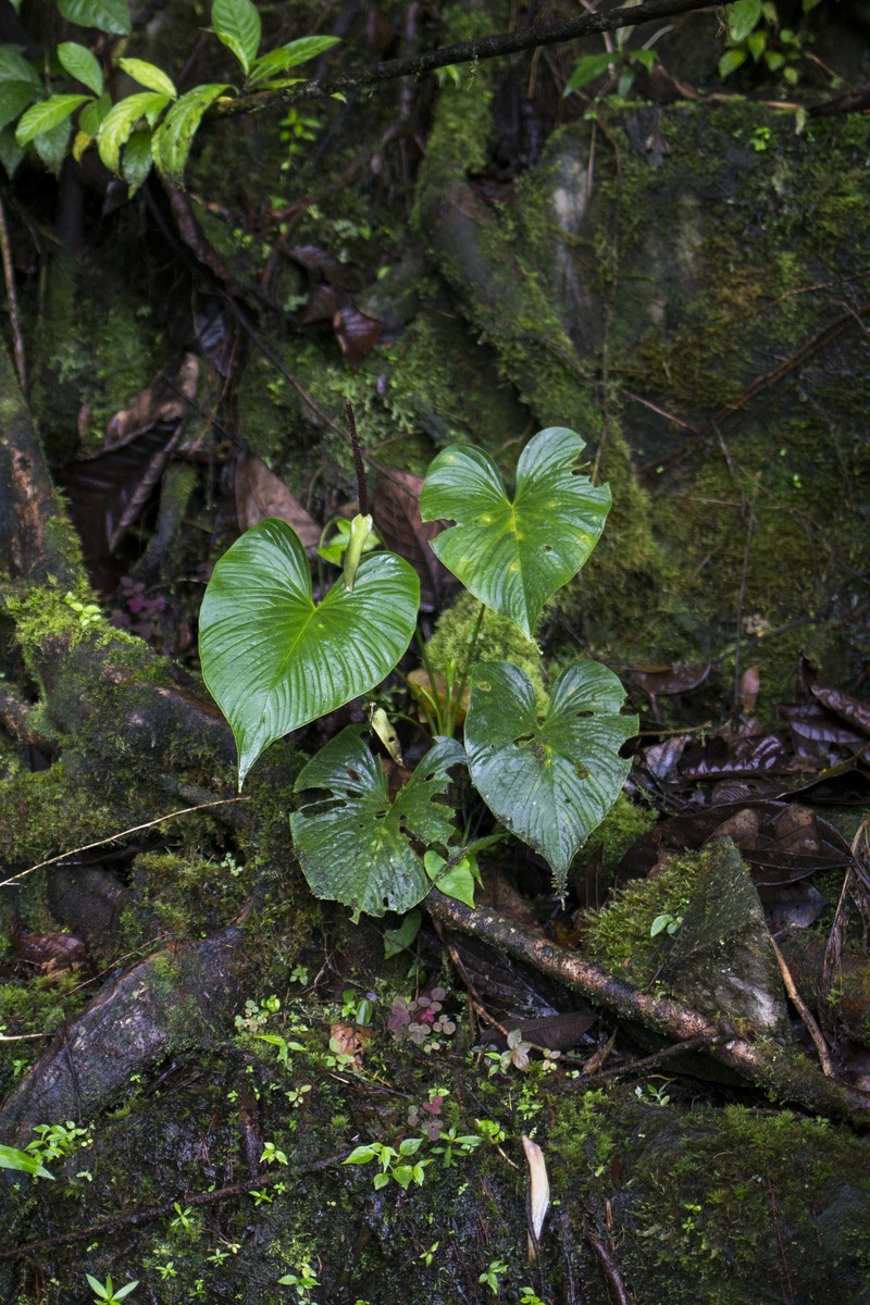 Anthurium rivulare photo 3