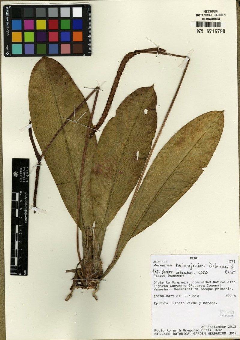 Anthurium rociorojasiae