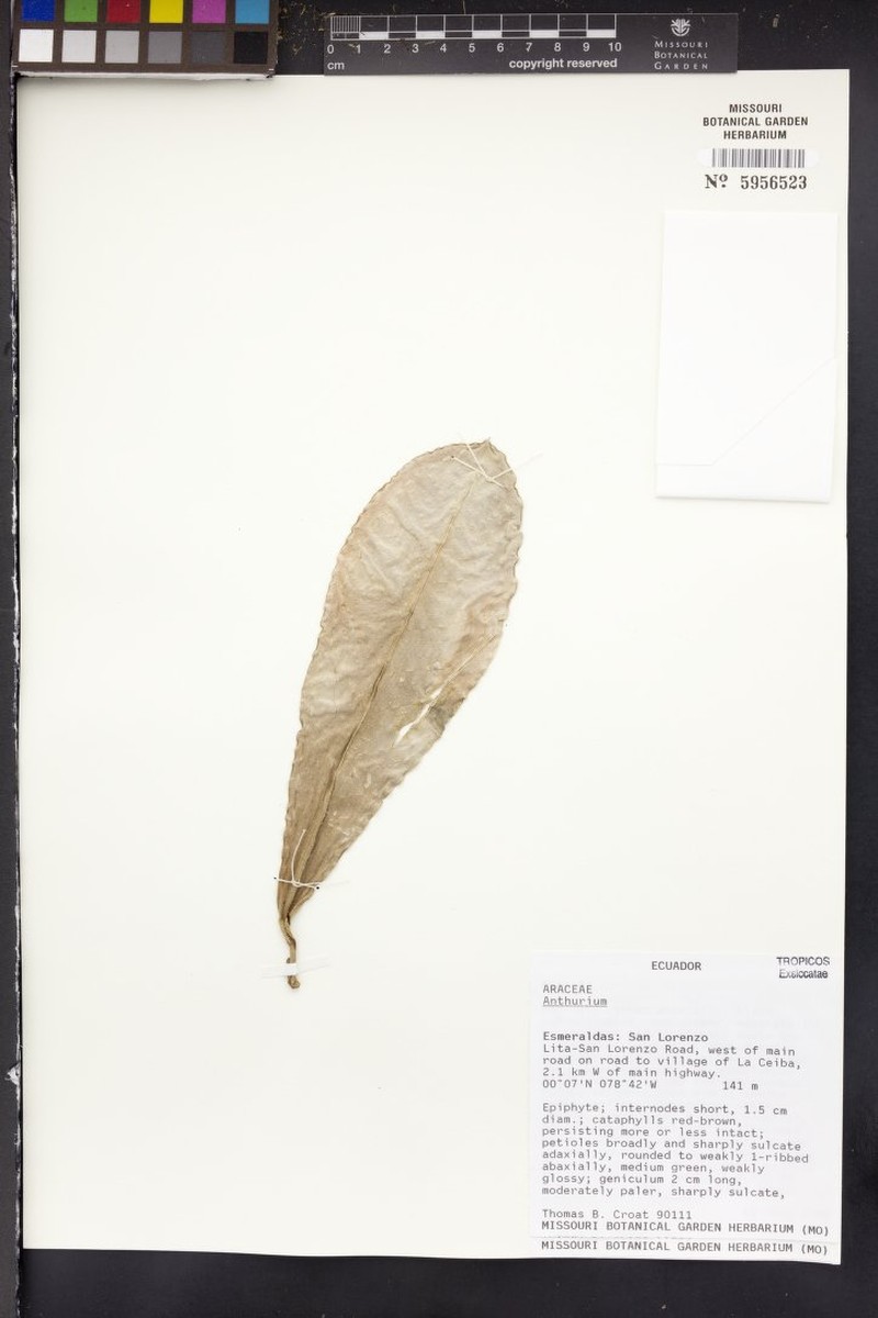 Anthurium rodrigueziae photo 2