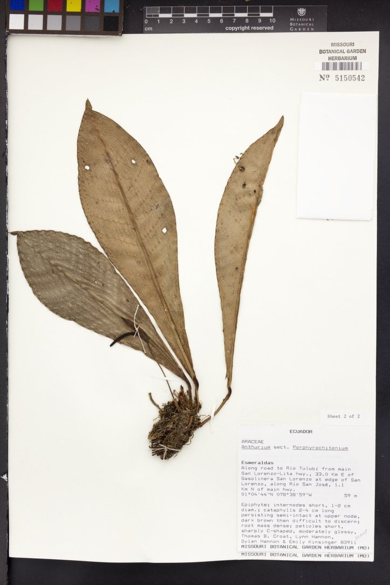 Anthurium rodrigueziae photo 3