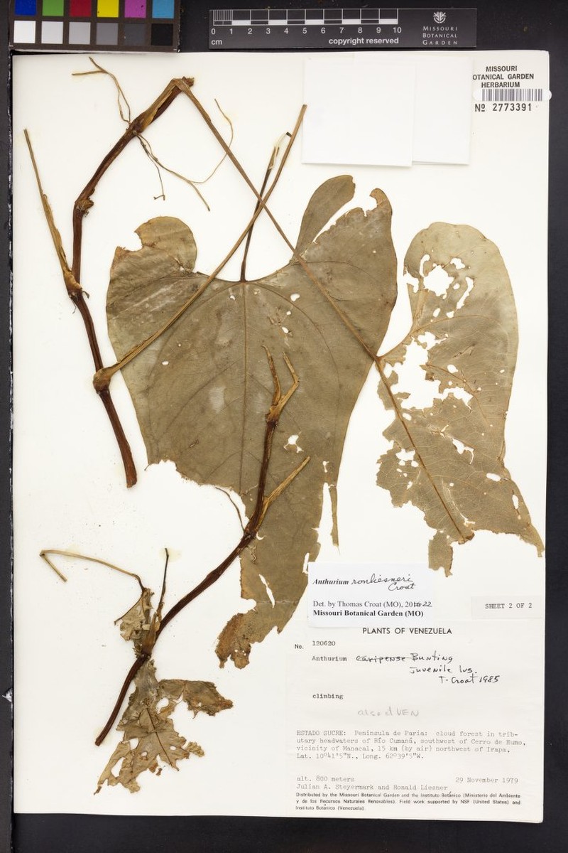 Anthurium ronliesneri photo 4