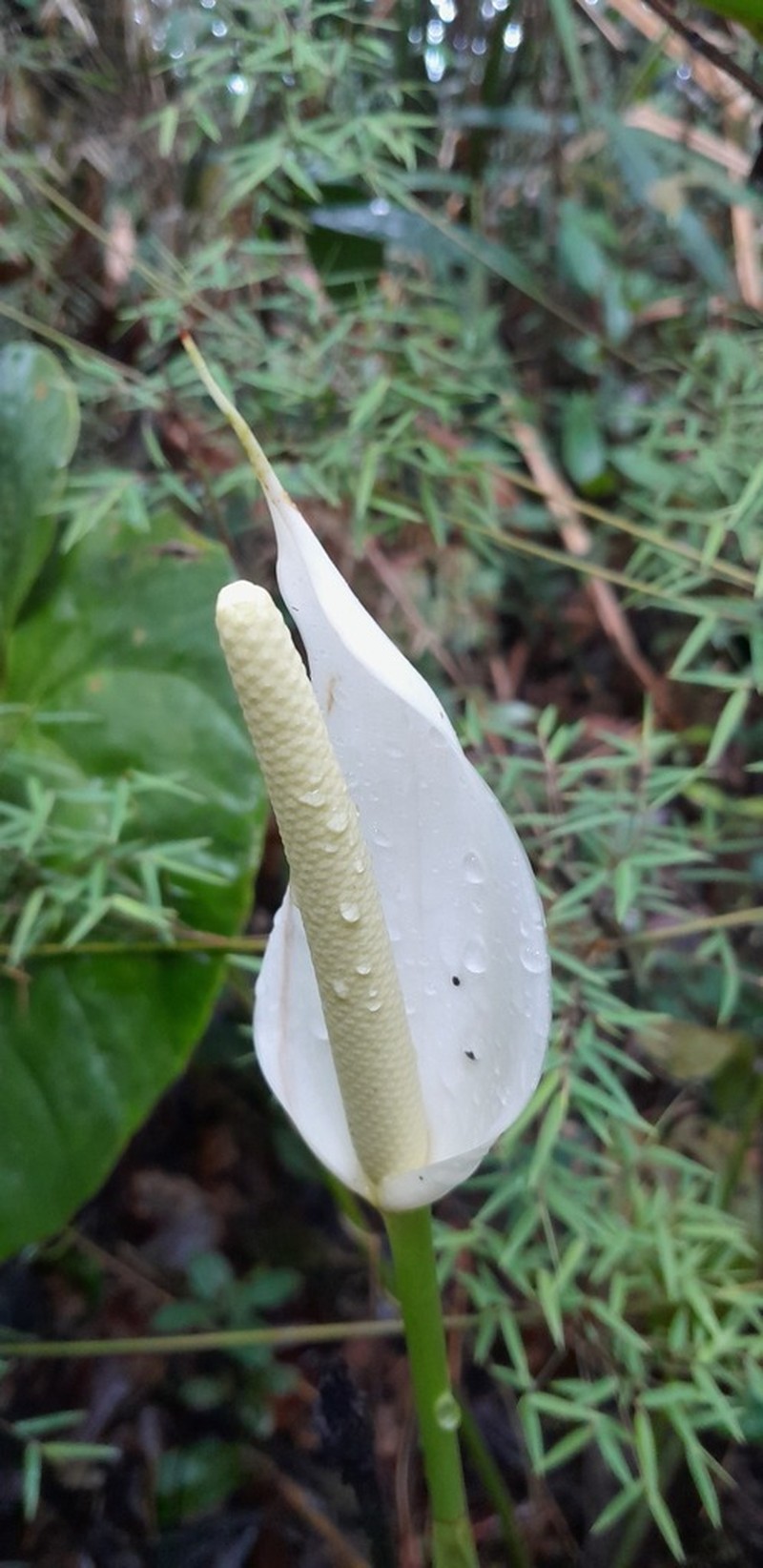 Anthurium roraimense photo 3