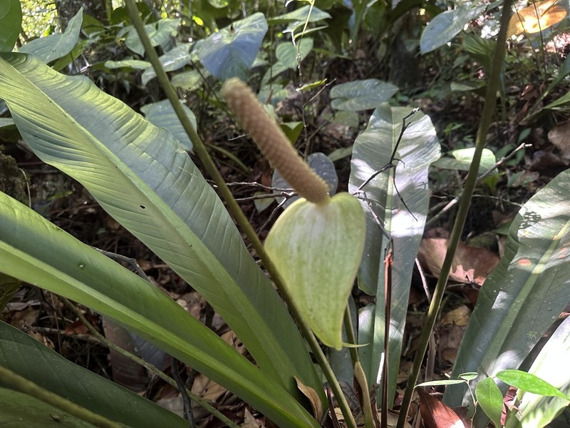 Anthurium roraimense photo 4