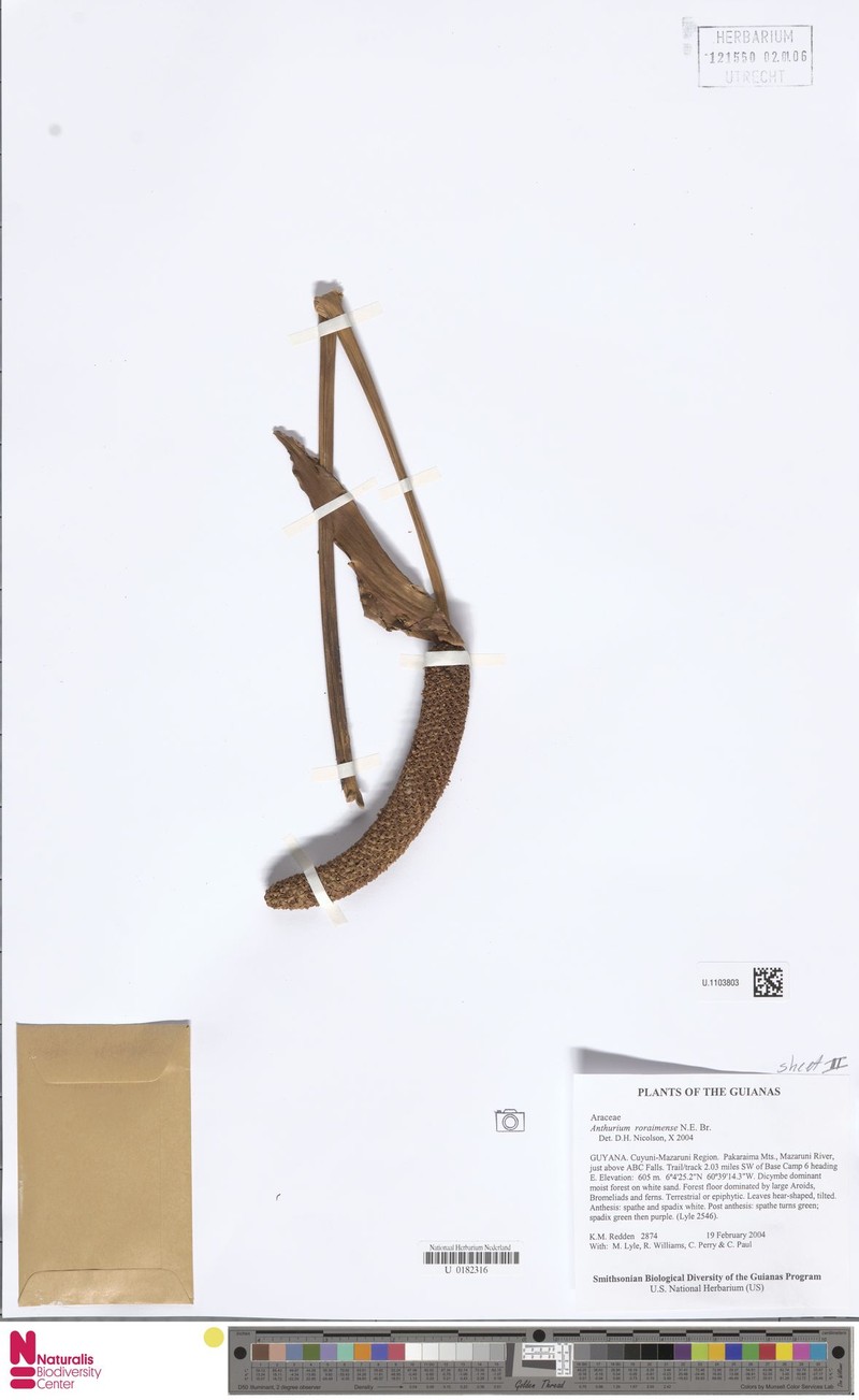 Anthurium roraimense photo 6