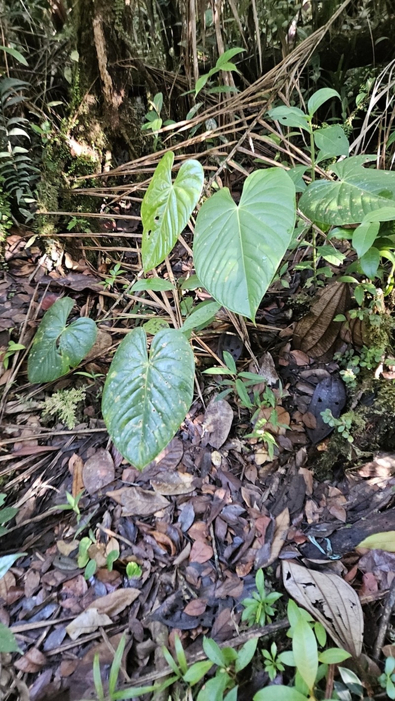 Anthurium roraimense