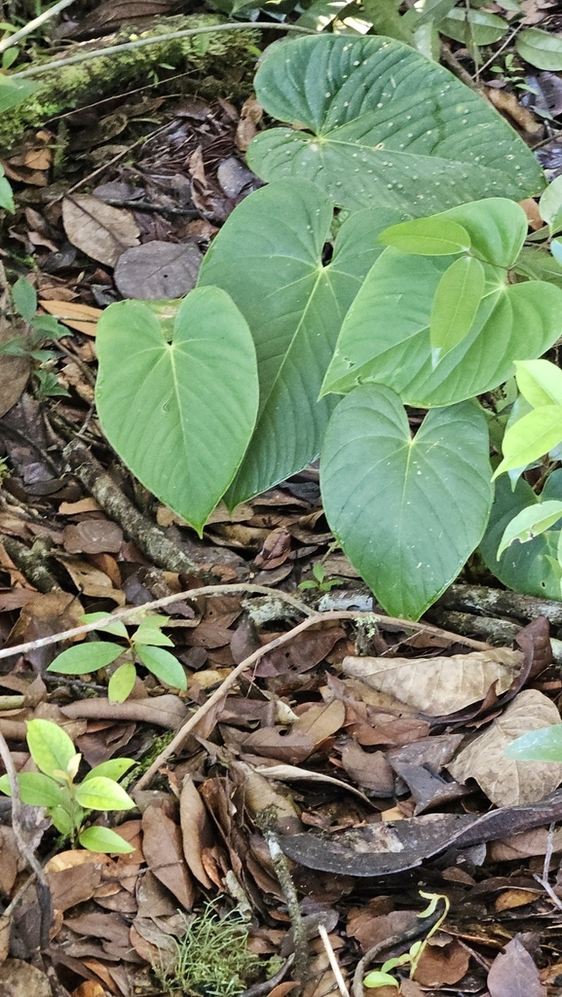 Anthurium roraimense photo 2