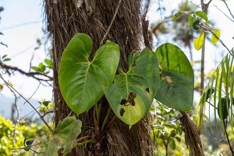 Anthurium roseospadix