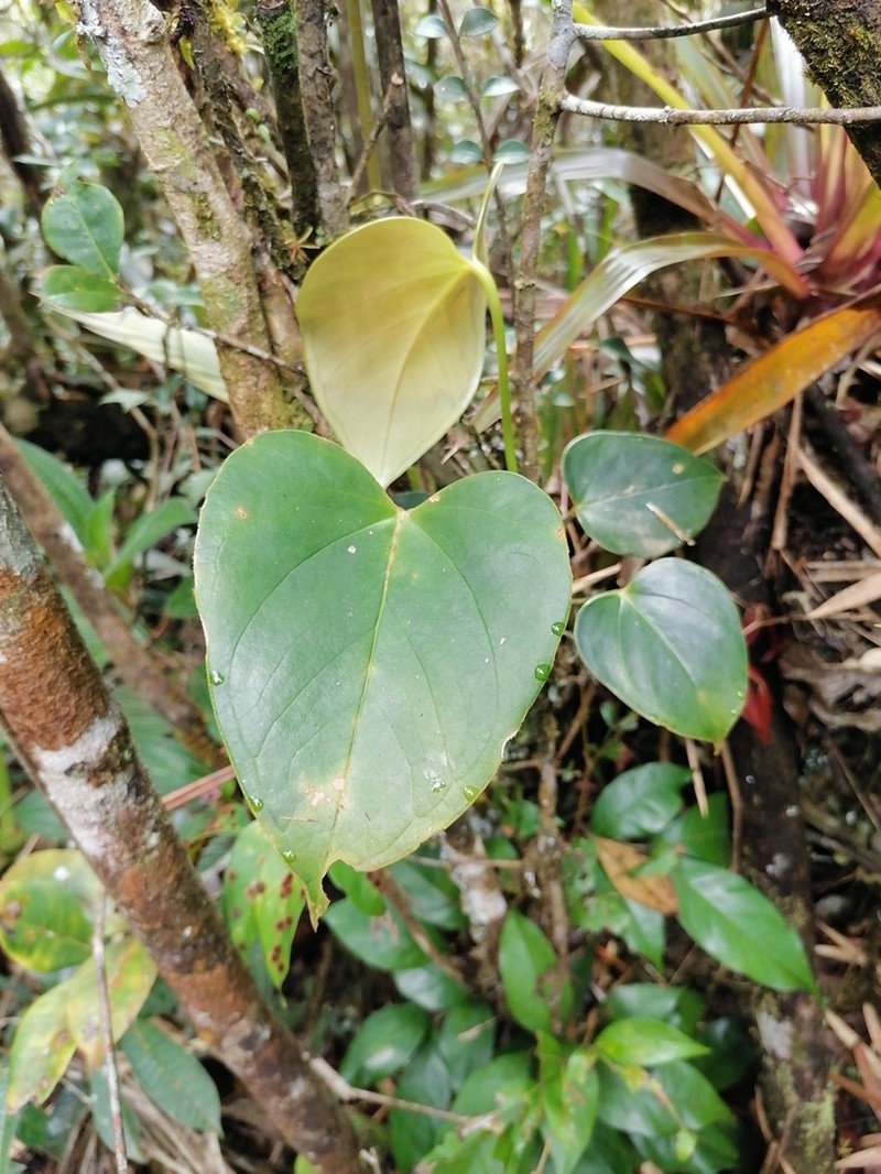 Anthurium roseospadix photo 2