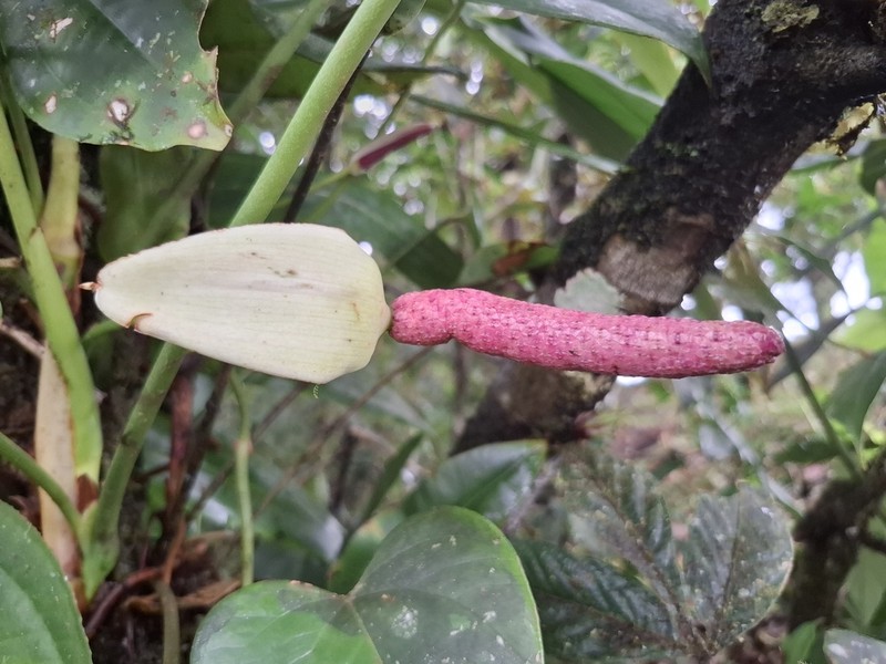 Anthurium roseospadix photo 3