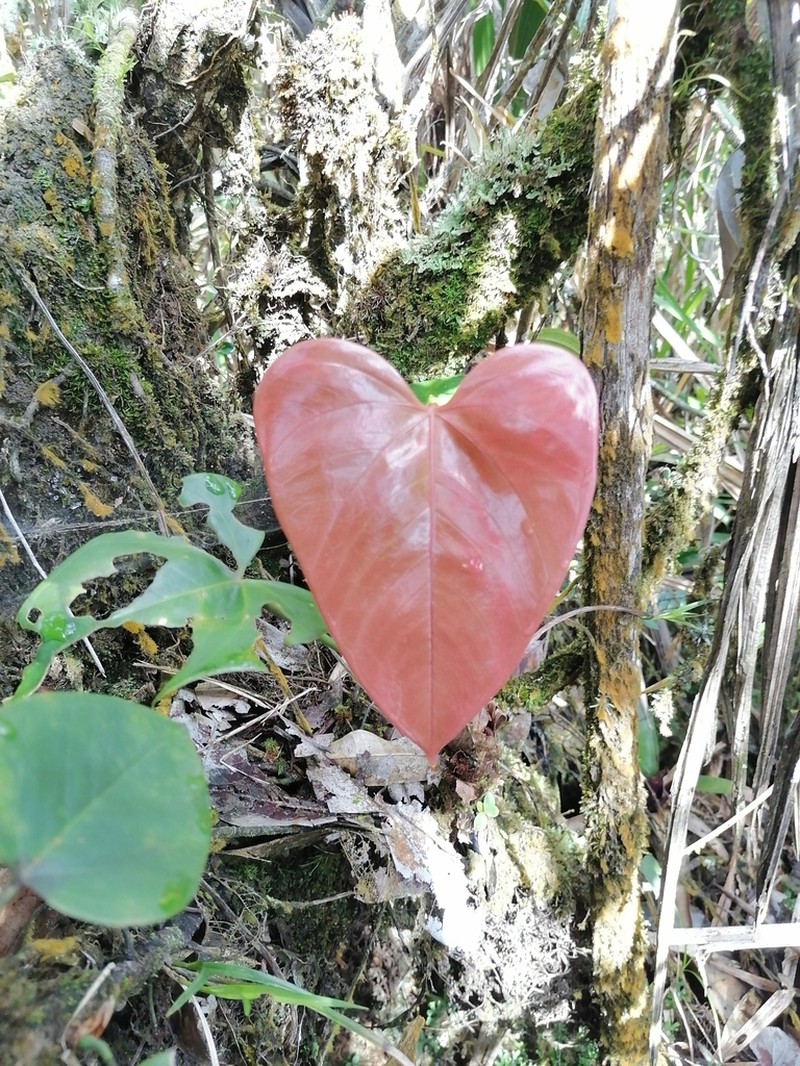 Anthurium roseospadix photo 4