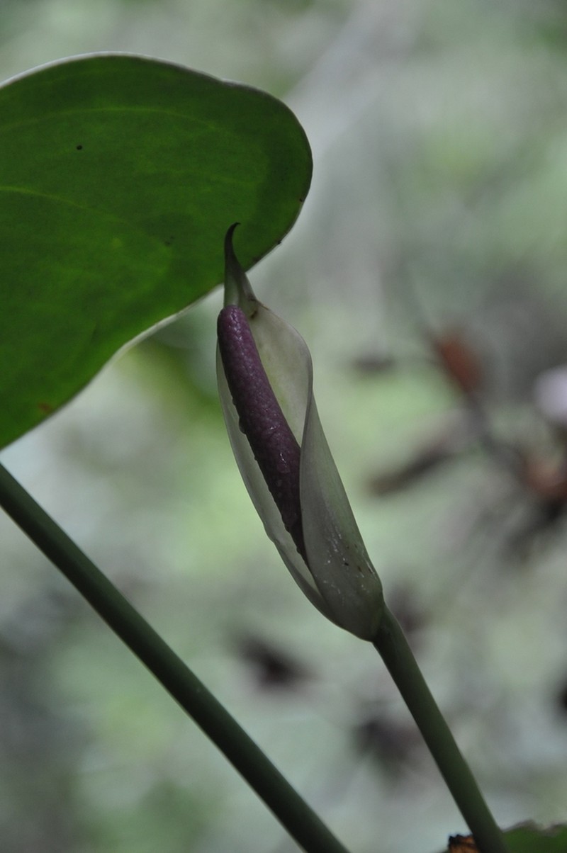 Anthurium roseospadix photo 5