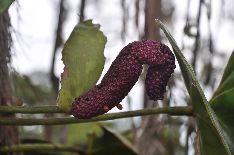 Anthurium roseospadix photo 6