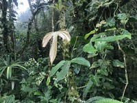 Anthurium rotundatum