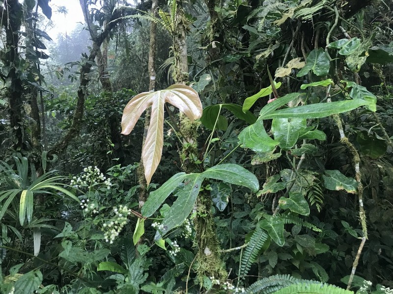 Anthurium rotundatum