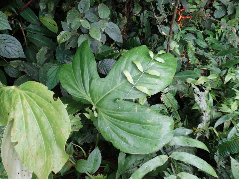 Anthurium rotundatum photo 3