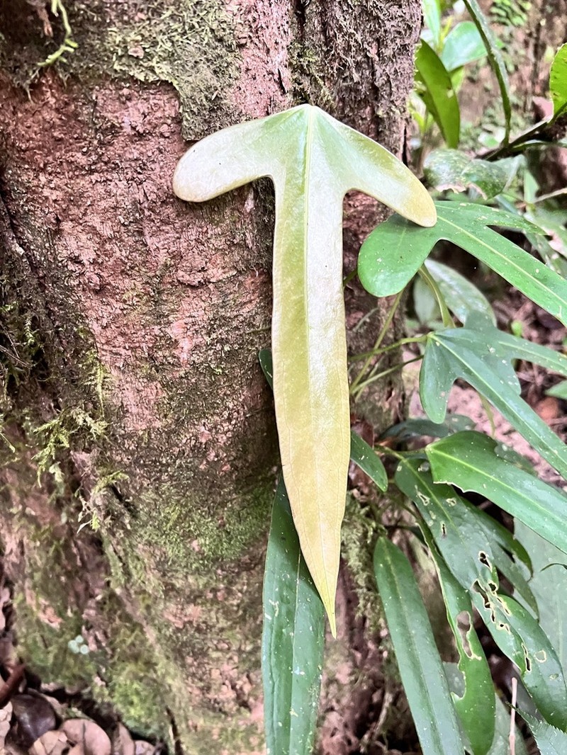 Anthurium rotundatum photo 4