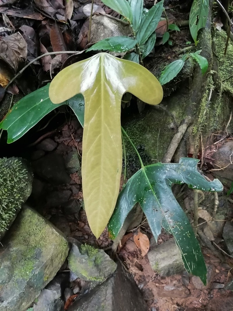 Anthurium rotundatum photo 5