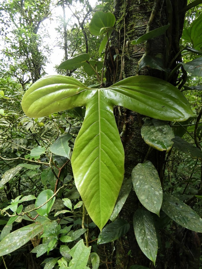 Anthurium rotundatum photo 6